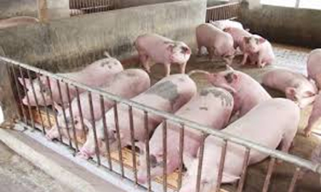 Kiểm soát bệnh Circo virus trên heo