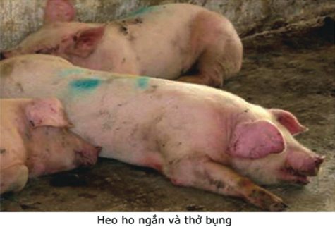 Phòng trị bệnh viêm phổi ở heo